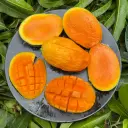 আমরুপালি আম 1