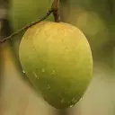 হাড়িভাঙ্গা আম 5