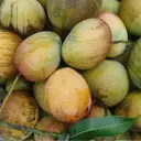 বারি-৪ আম 1