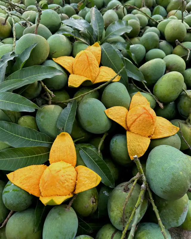 হিমসাগর আম 4