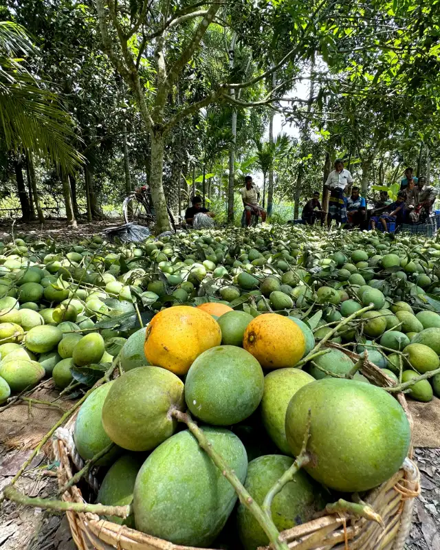 হিমসাগর আম 3