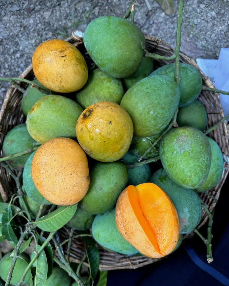 হিমসাগর আম 2