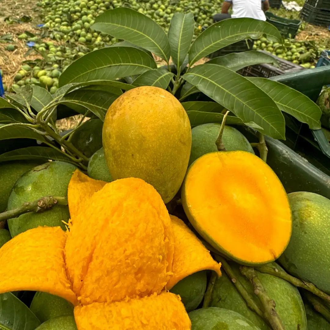 হিমসাগর আম