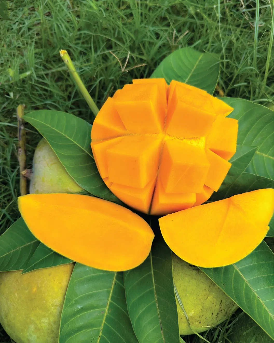 গোবিন্দভোগ আম 2