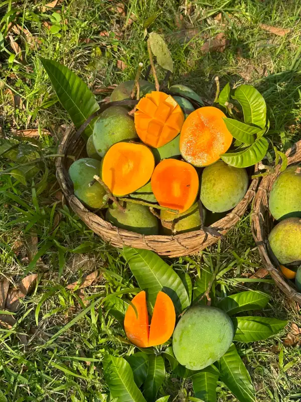 গোবিন্দভোগ আম 3