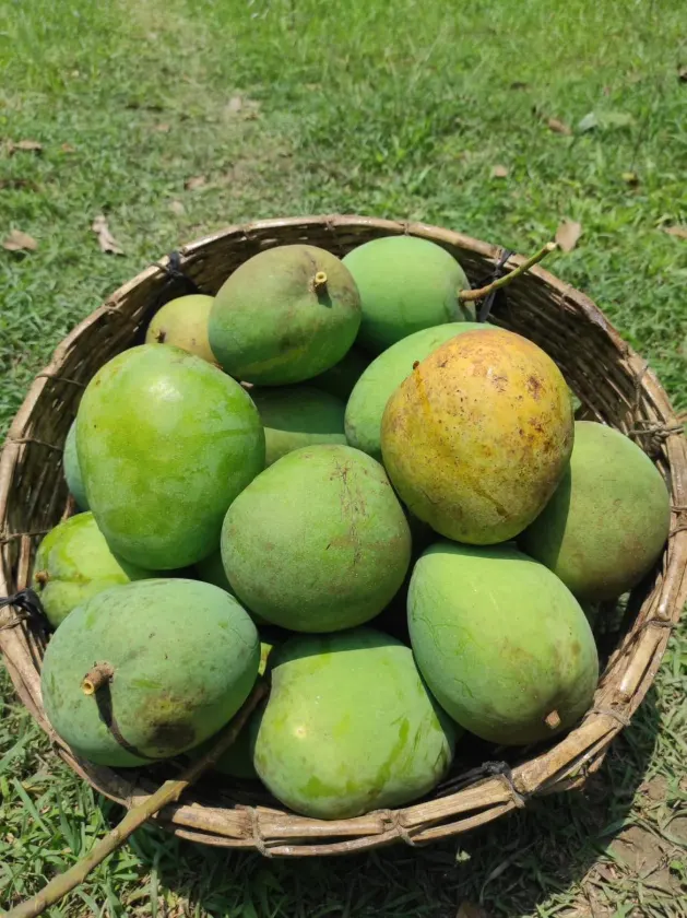 গোবিন্দভোগ আম 5