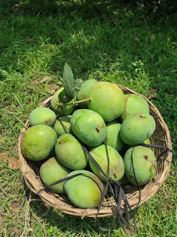 গোবিন্দভোগ আম 6