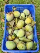 হাড়িভাঙ্গা আম 2