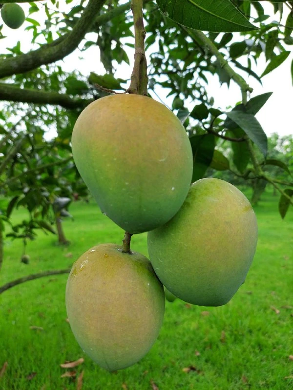 হাড়িভাঙ্গা আম