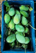 আমরুপালি আম 2
