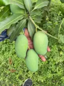 আমরুপালি আম 3