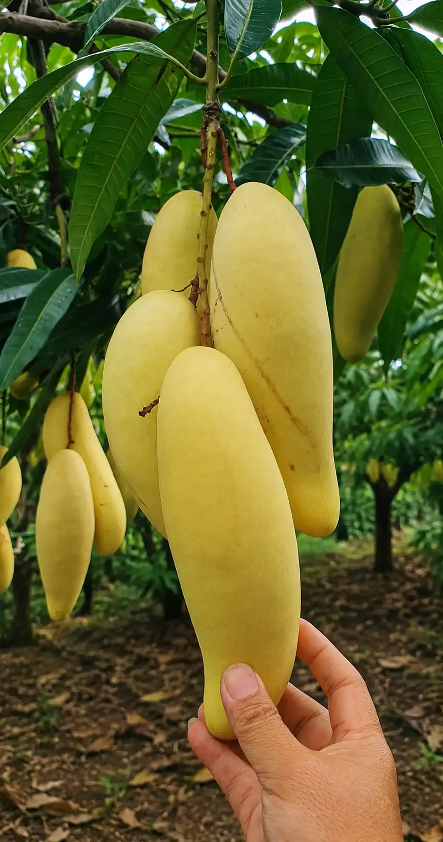 ব্যানানা আম