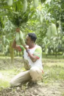 ব্যানানা আম 4