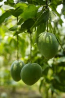বারি-৪ আম 4