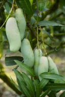 ব্যানানা আম 5