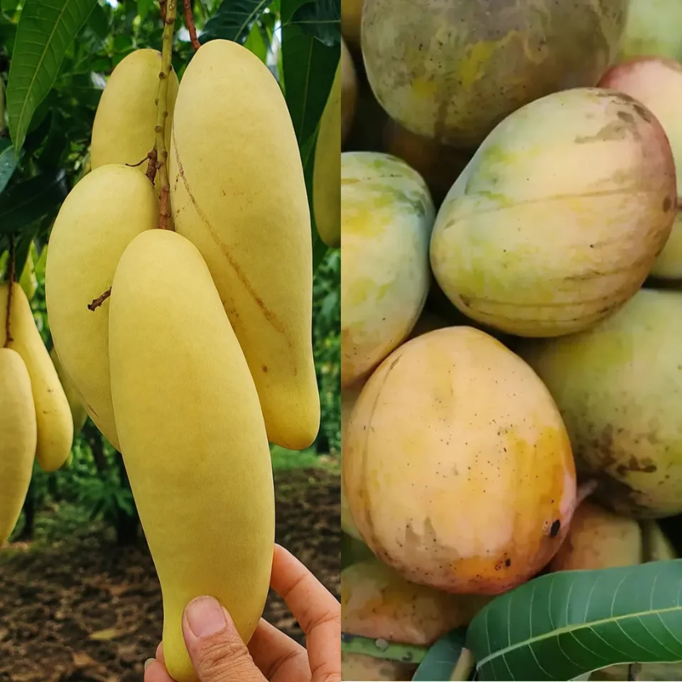 কম্বো:  ৫ কেজি ব্যানানা + ৫ কেজি বারি-৪