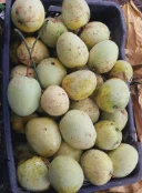 গৌড়মতি আম 1