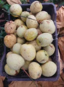 গৌড়মতি আম 3