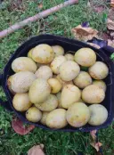 গৌড়মতি আম 4