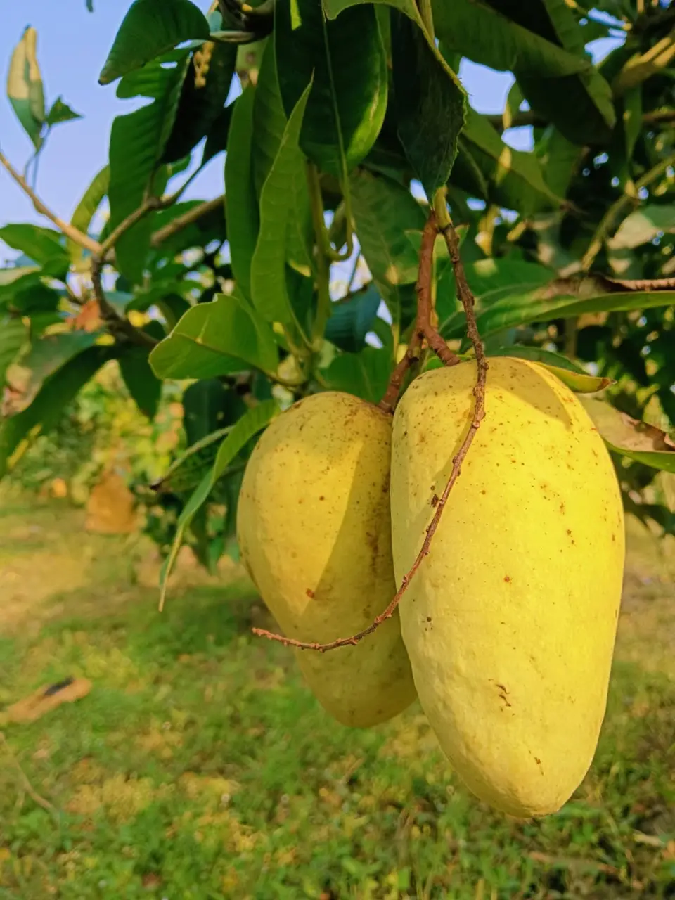 কাটিমন আম