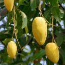 কাটিমন আম 3