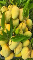 আমের-বিয়ে-কম্বো (১০ কেজি গৌড়মতি + ১০ কেজি কাটিমন) 2