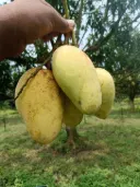 কাটিমন আম 6