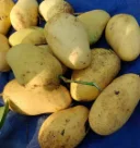 কাটিমন আম 8